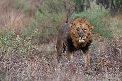 A male lion patrolling Okavango Delta-Botswana Animaux reproduction